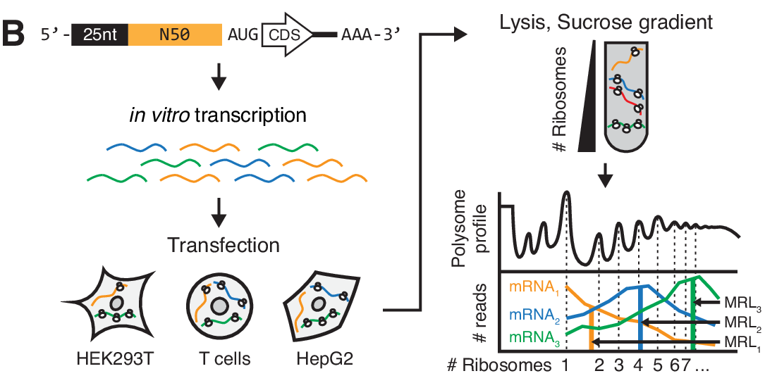 Reporter mRNAs with a fixed 25-nt segment and a variable 50-nt 5′UTR are transfected into cells, separated on a sucrose gradient, and read counts across ribosome fractions give MRL