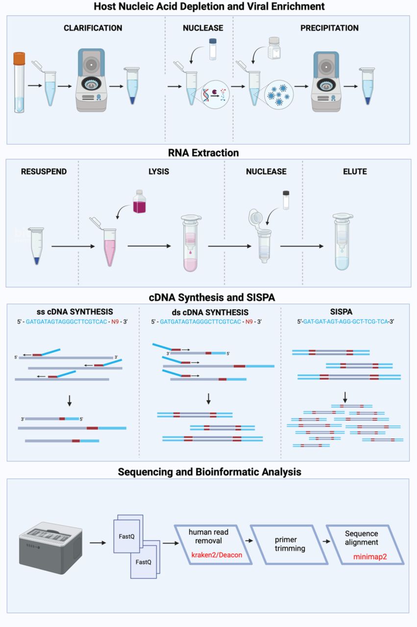 Four-panel schematic of the Oxford nanopore workflow: host nucleic acid depletion by clarification, nuclease treatment and precipitation; RNA extraction with on-column nuclease; cDNA synthesis and SISPA amplification; and sequencing with human read removal by Kraken2 and Deacon, primer trimming, and minimap2 alignment.