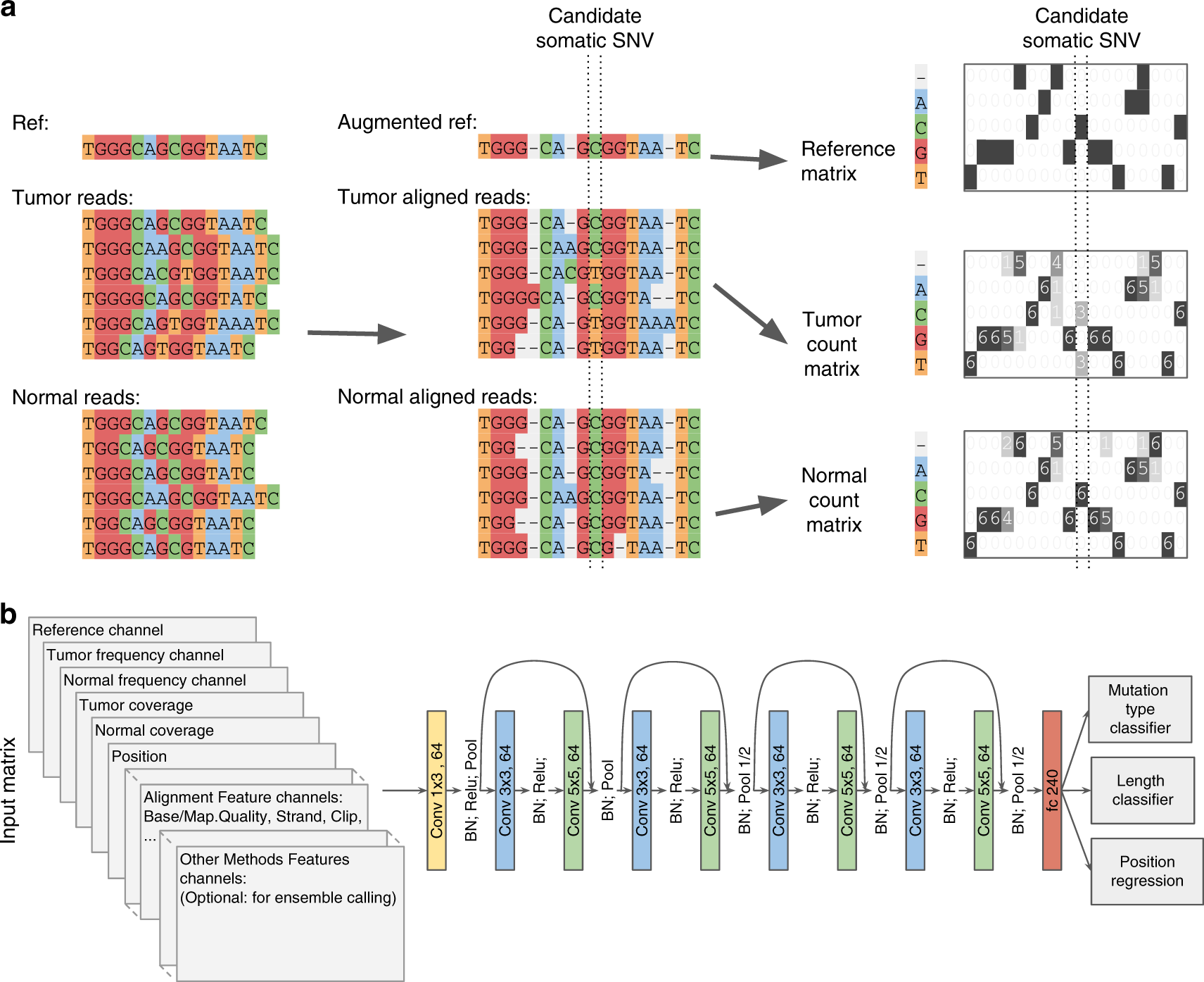NeuSomatic input and architecture. Panel a shows reads around a candidate SNV summarised into a reference matrix and tumour and normal base-count matrices. Panel b shows the stacked input channels and a network of nine convolutional layers in four blocks with two softmax classifiers and one regressor.