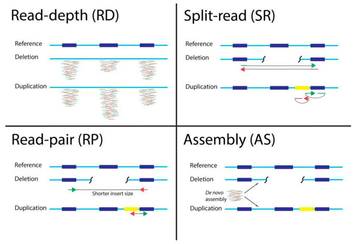 Four-panel schematic from Gabrielaite et al. showing how read-depth, split-read, read-pair and assembly approaches detect a deletion and a duplication relative to a reference with three exons